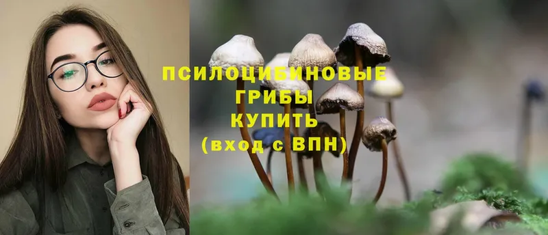 где найти   Микунь  Псилоцибиновые грибы Magic Shrooms 